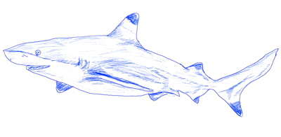 400x196 How To Draw A Realistic Shark