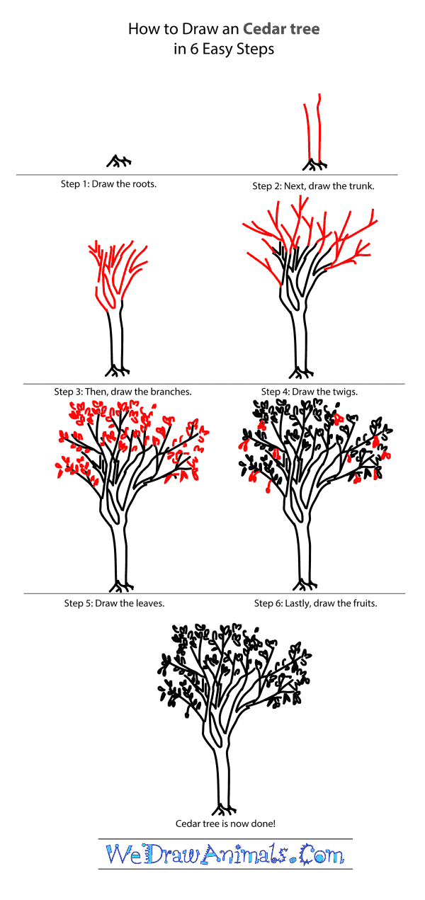 600x1271 Cedar Tree Tutorial.png