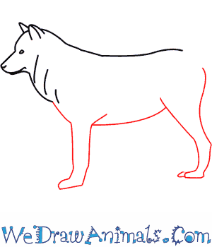 300x350 How To Draw A Wolf