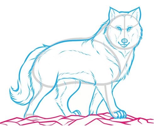 489x403 How To Draw A Wolf [Ferocious]