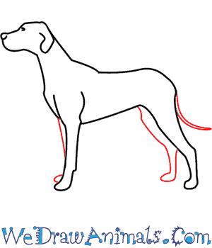 300x350 How To Draw A Dog