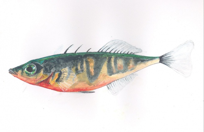 650x421 Male Three Spined Stickleback. Johnp1937 Foundmyself