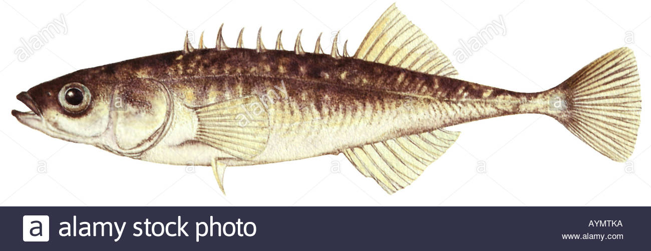 1300x501 Nine Spined Stickleback, Ninespine Stickleback (Pungitius