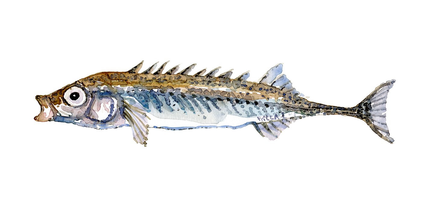 1400x670 Ninespined Stickleback Fresh Watercolor Frits Ahlefeldt Laurvig