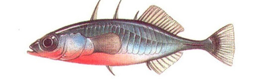 512x166 Seahorses, Sticklebacks And Tubesnouts