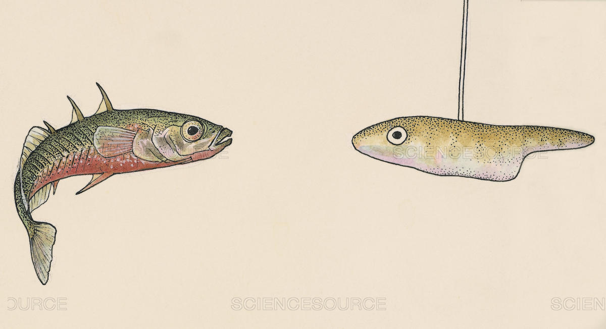 1200x652 Science Source