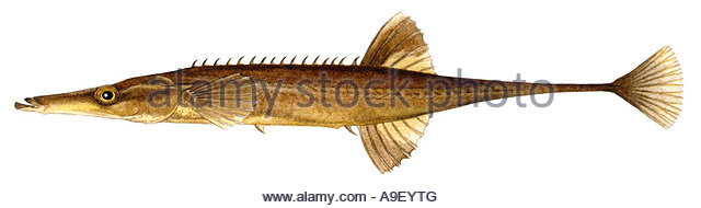 640x190 Sea Stickleback Spinachia Spinachia Stock Photos Amp Sea Stickleback