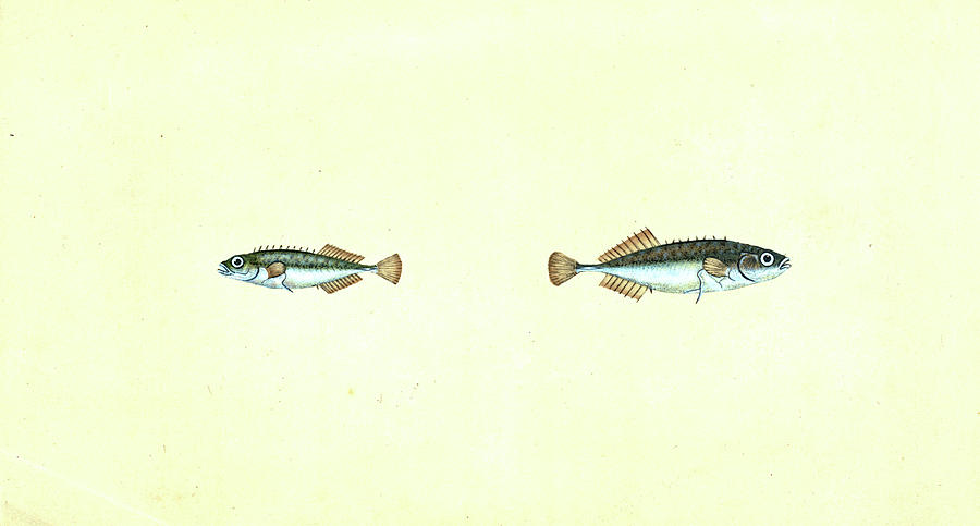 900x483 Ten Spined Stickleback, Gasterosteus Pungitius Drawing By Artokoloro