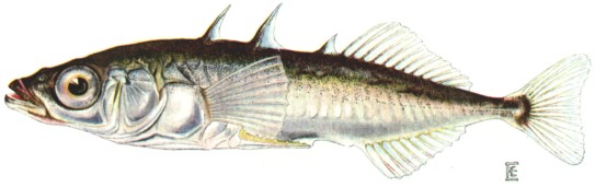 543x171 The Dish On Fish Stickleback Trivia