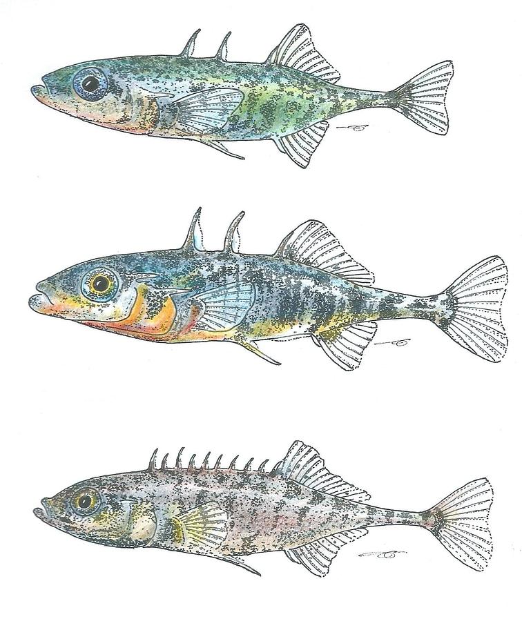 756x900 Trio Color Drawing By Eduard Meinema