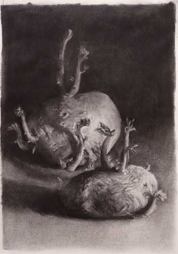 352x500 Old Potatoes Sprouting Charcoal Still Life Drawing (Carbon