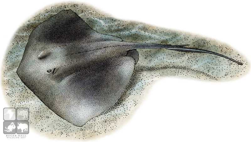 800x454 Southern Stingray Stock Art Illustration