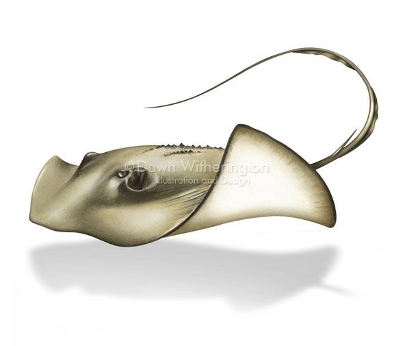 576x505 Stingray.jpg Tyler's Animal Board Tattoo