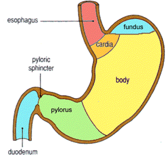 Stomach Drawing at GetDrawings | Free download