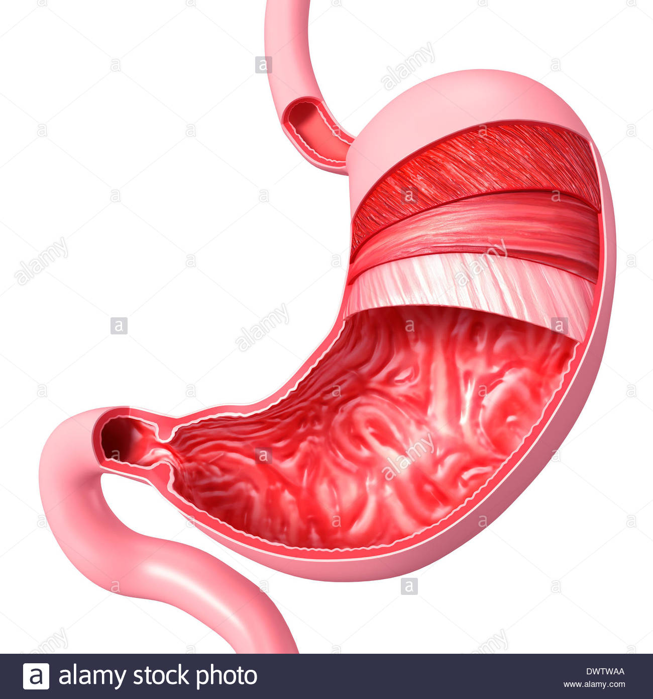 Stomach Drawing at GetDrawings | Free download