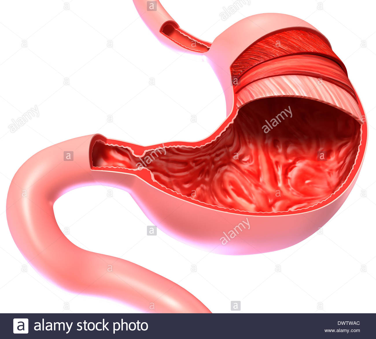 1300x1173 Stomach Drawing Stock Photo 67544244