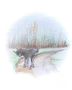 240x300 Storybook Drawings