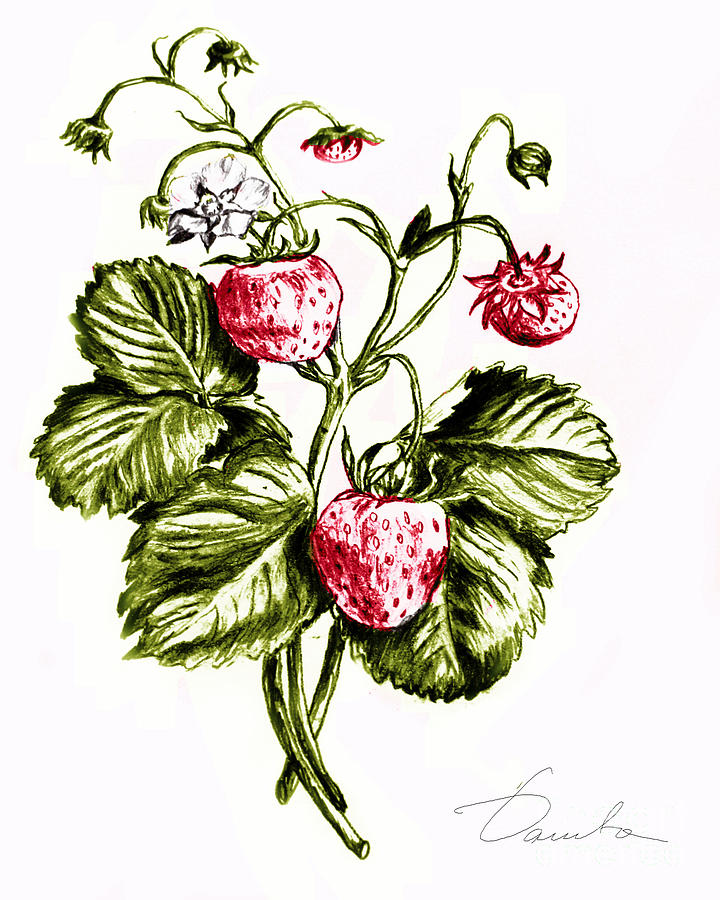 720x900 Strawberries Drawing By Danuta Bennett