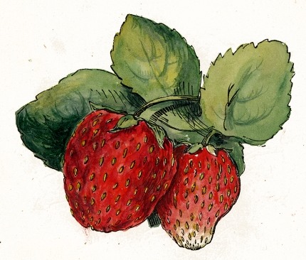 Strawberries Drawing at GetDrawings | Free download