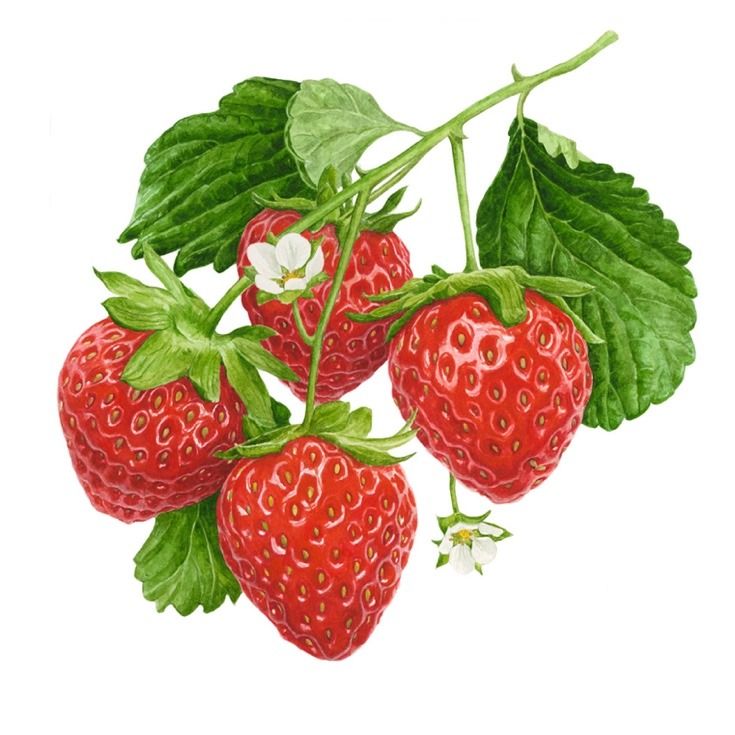 735x735 397c73f024aaad0d281438921941418f Strawberry Drawing Strawberry