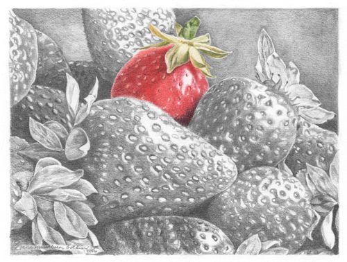 500x378 Pencil And Colored Pencil Drawing Of Strawberry By Jana Botkin