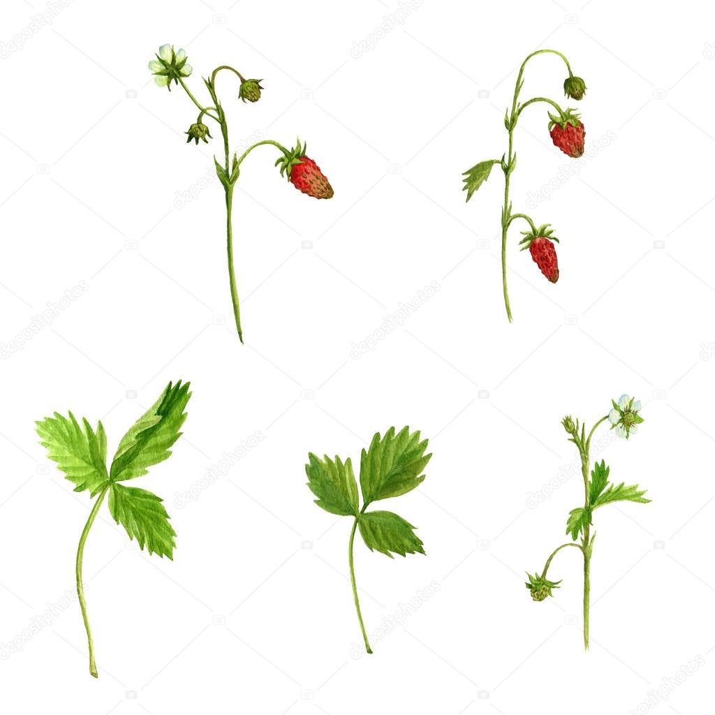 1024x1024 Watercolor Drawing Plants Of Strawberry Stock Photo