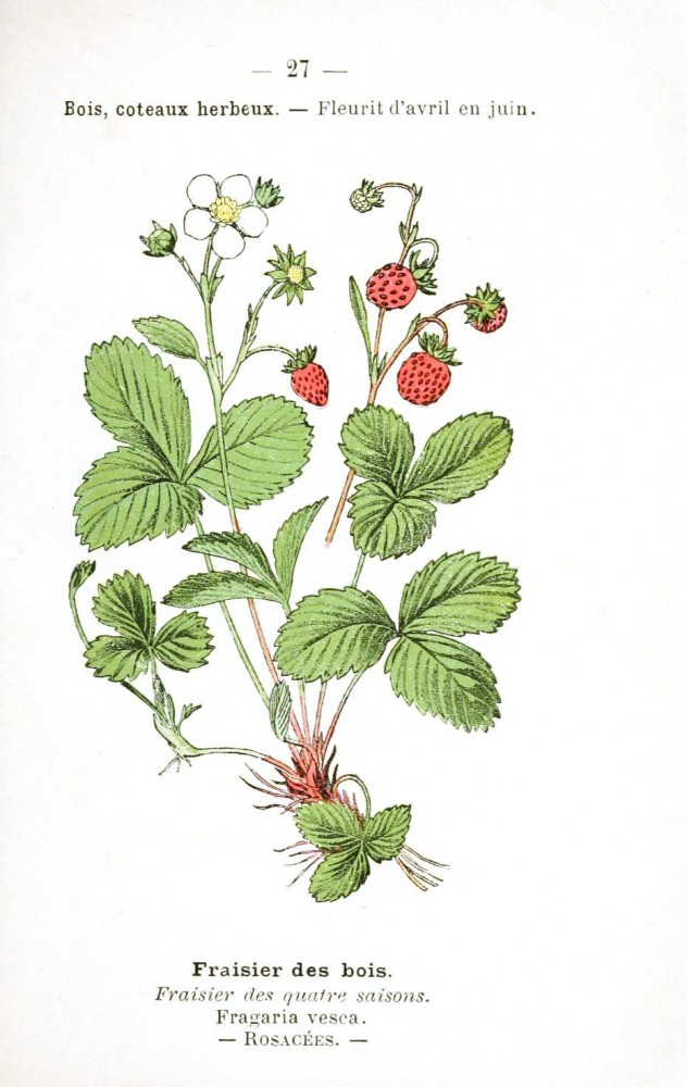 632x1000 Botanical Fruits, Vegetables, Etc. 2 Vintage Printable