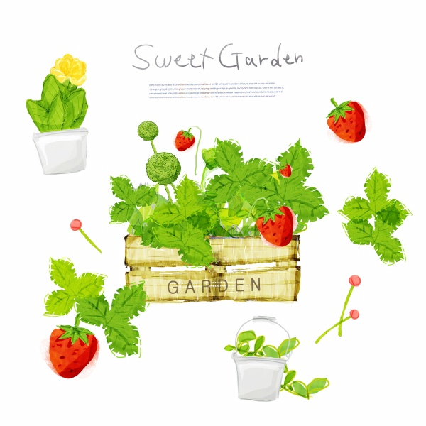 600x600 Hand Draw Strawberry Psd Material
