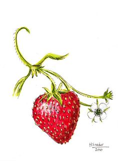 236x321 Cute Strawberry Drawing Graphic Design Strawberry