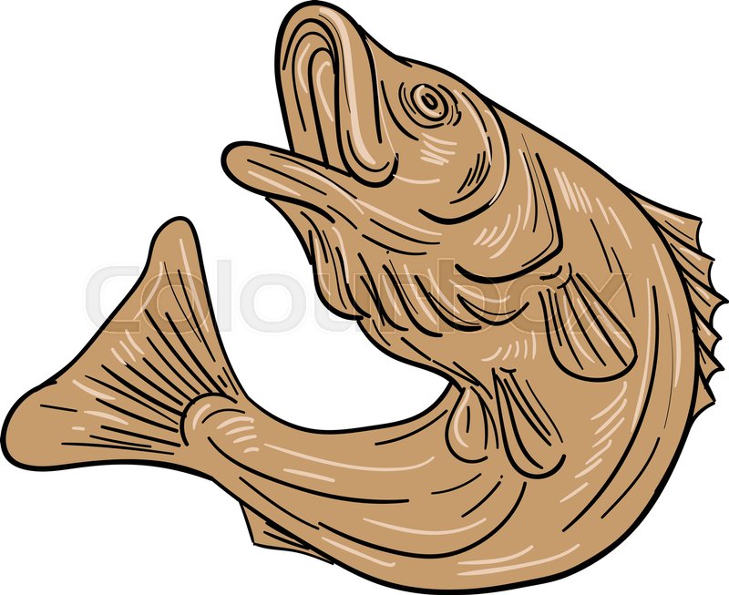 800x653 Drawing Sketch Style Illustratoin Of A Rockfish Also Called