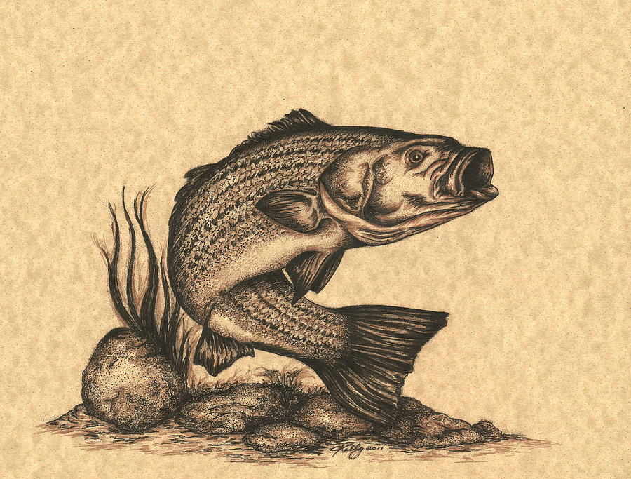 900x683 Striped Bass Drawing By Kathleen Kelly Thompson