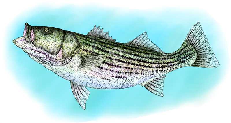 Striped Bass Drawing at GetDrawings | Free download