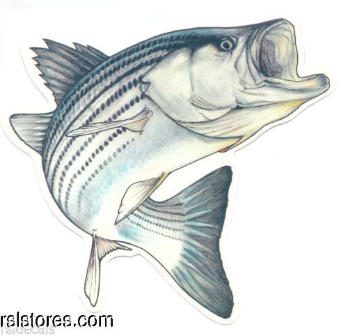 Striped Bass Drawing at GetDrawings | Free download