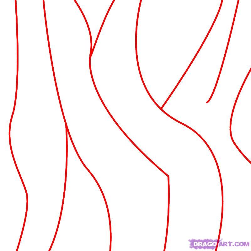 800x800 How To Draw Zebra Stripes Step 1 Encuentro Drawings