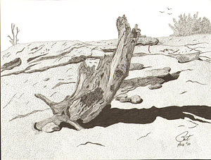 300x227 Stump Drawings