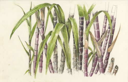 Sugar Cane Drawing at GetDrawings | Free download