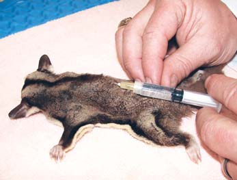 347x263 Sugar Glider Documentation To Take To The Vets