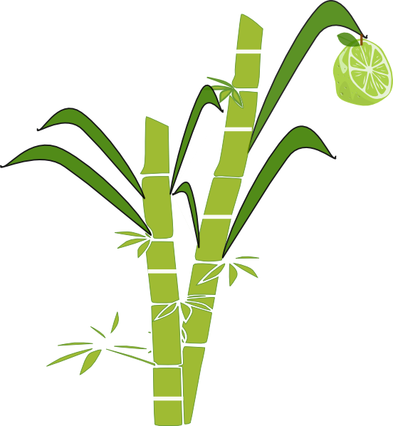 552x598 Sugar Cane Clipart