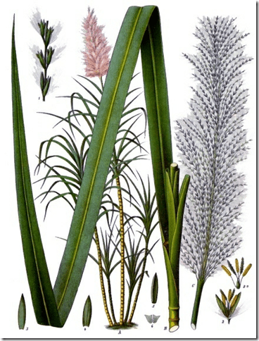 368x484 Sugarcane