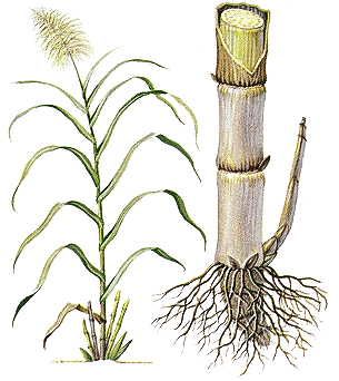 305x342 Sugar Cane Drawing