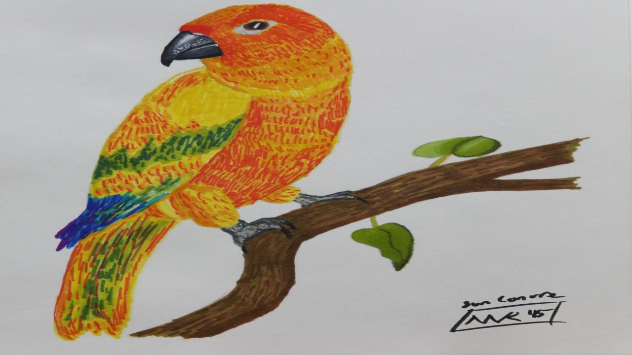 Sun Conure Drawing at GetDrawings | Free download