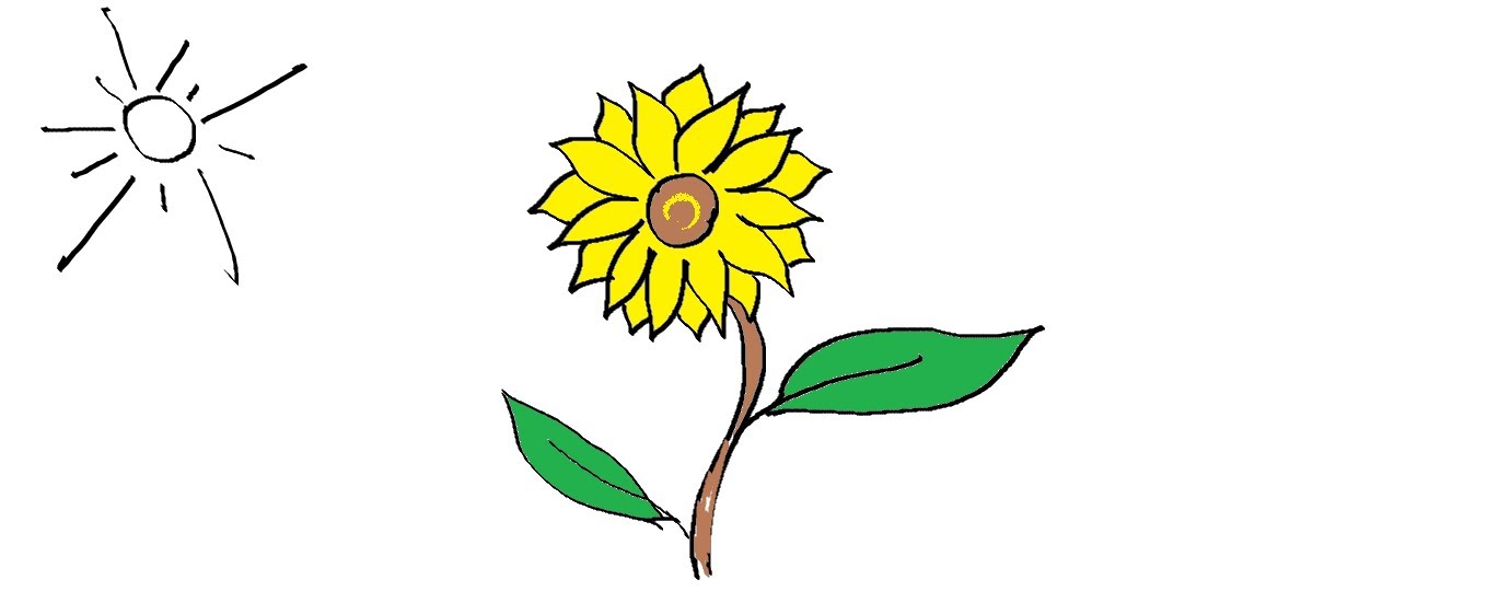 1359x540 Easy Kids Drawing Lessons How To Draw A Flower Sunflower Easy