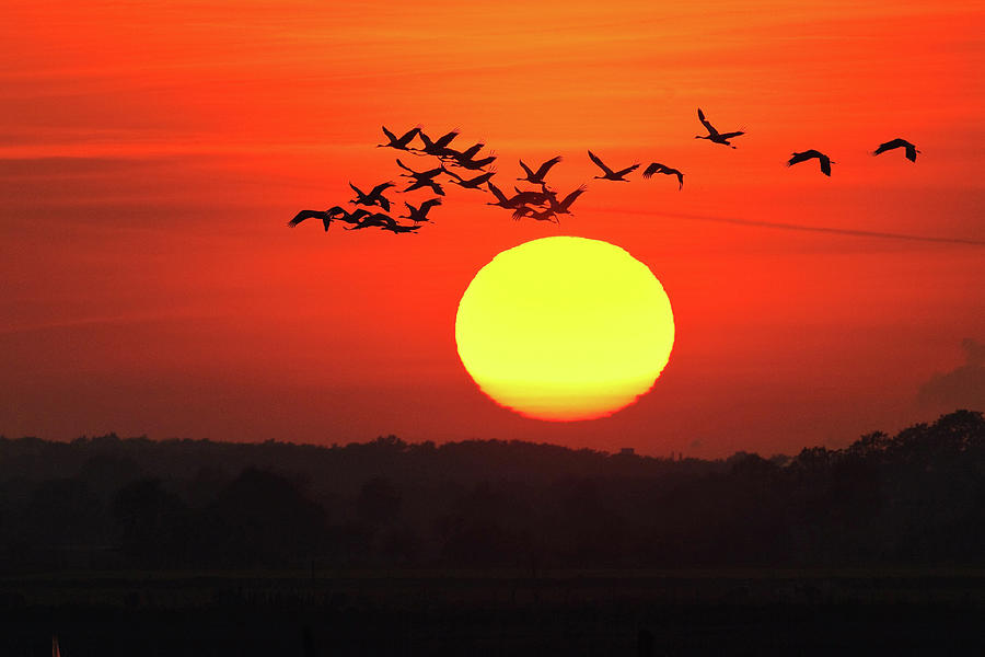 900x600 Cranes In The Sundown Drawing By Mcphoto Rolfes Bildagentur Online
