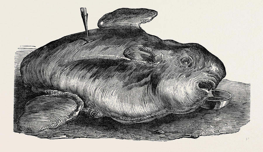 900x522 Sunfish, Caught Off Cork Harbour Drawing By English School