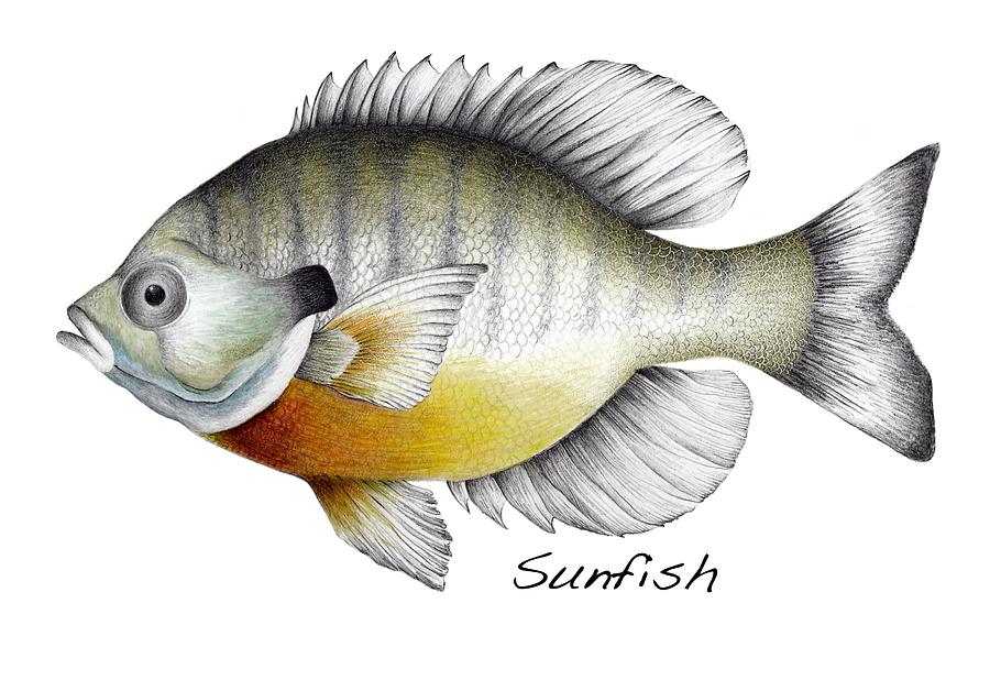900x618 Sunfish Drawing By Shelly Reiner