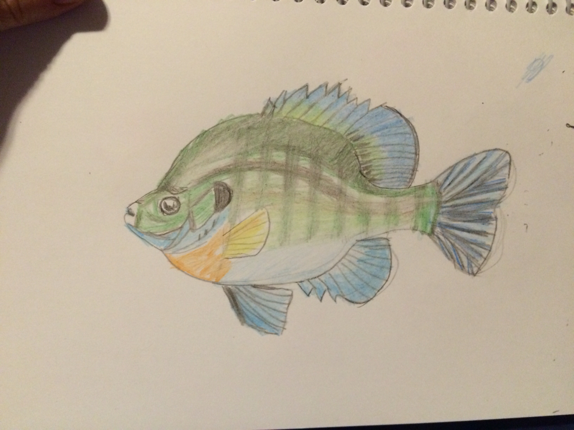 1136x852 Sunfish Drawing Drawing Samples Drawings