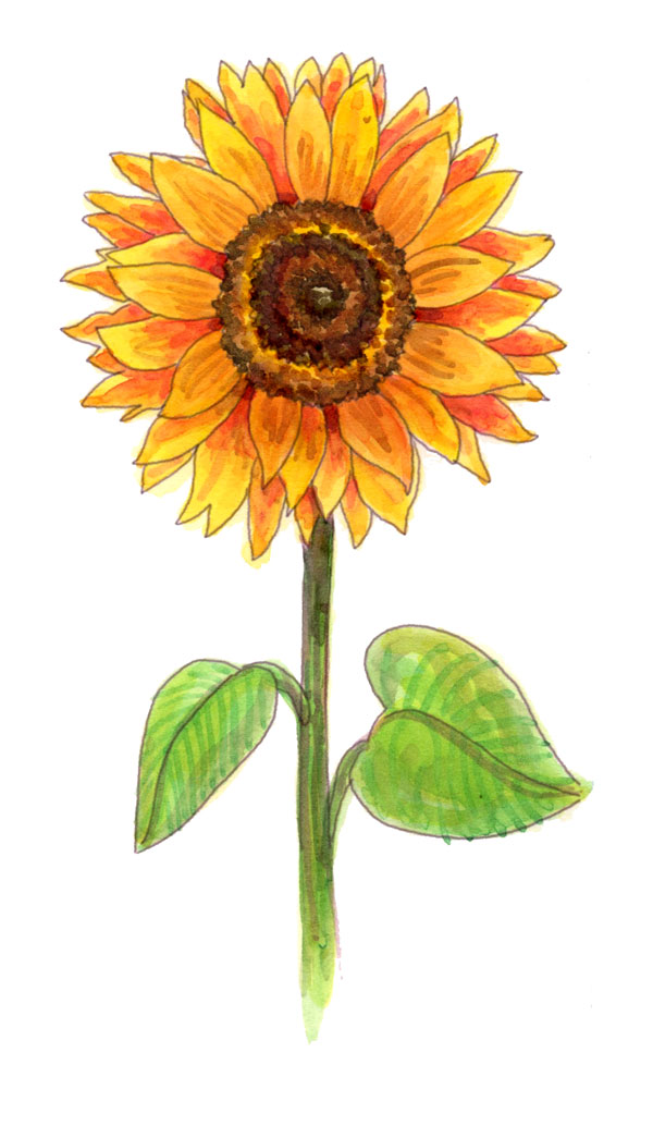 600x1034 Drawing A Sunflower