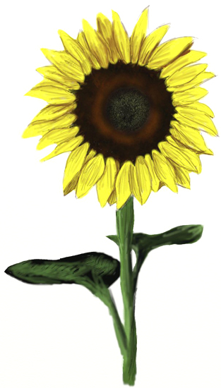 313x550 How To Draw A Sunflower