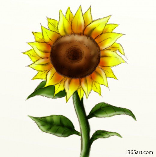 520x525 How To Draw A Sunflower Feltmagnet
