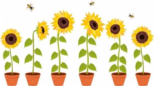 658x368 Vector Drawing Sunflower Free Vector Download (89,832 Free Vector